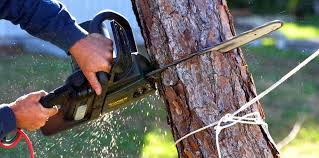 Professional Tree Removal in Trumansburg, NY