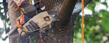 Best Weed Control  in Trumansburg, NY