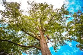 Best Soil Testing and Treatment  in Trumansburg, NY