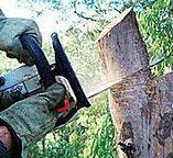 Best Tree Removal  in Trumansburg, NY