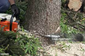 Best Tree Mulching  in Trumansburg, NY