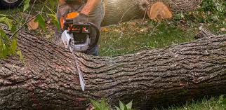Best Landscape Design and Installation  in Trumansburg, NY