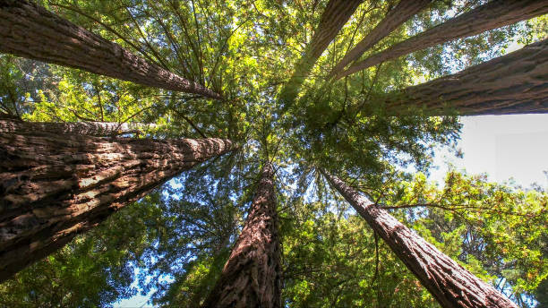 Best Emergency Tree Removal  in Trumansburg, NY