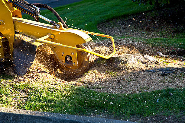 Best Root Management and Removal  in Trumansburg, NY