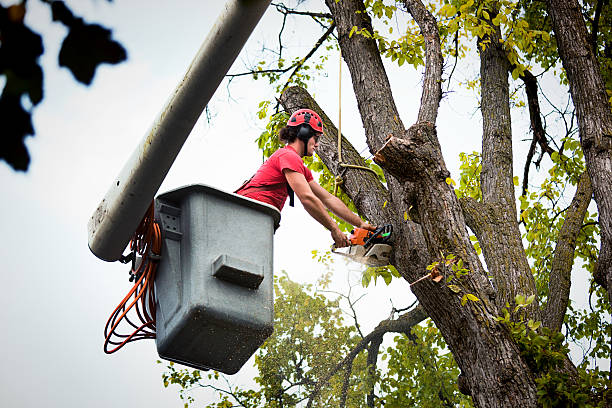 Best Tree Preservation Services  in Trumansburg, NY