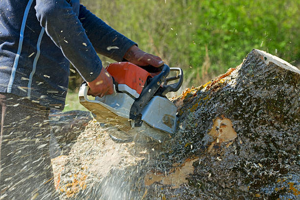 Best Lawn Pest Prevention  in Trumansburg, NY